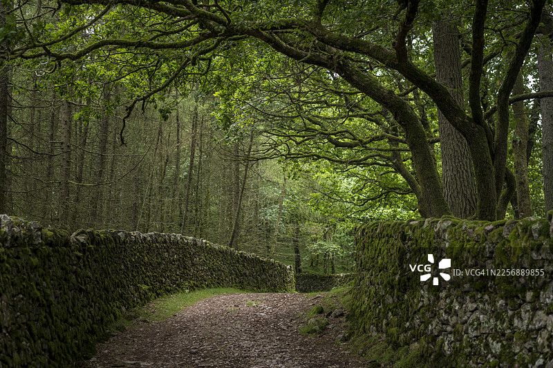 湖区长满苔藓的墙壁图片素材