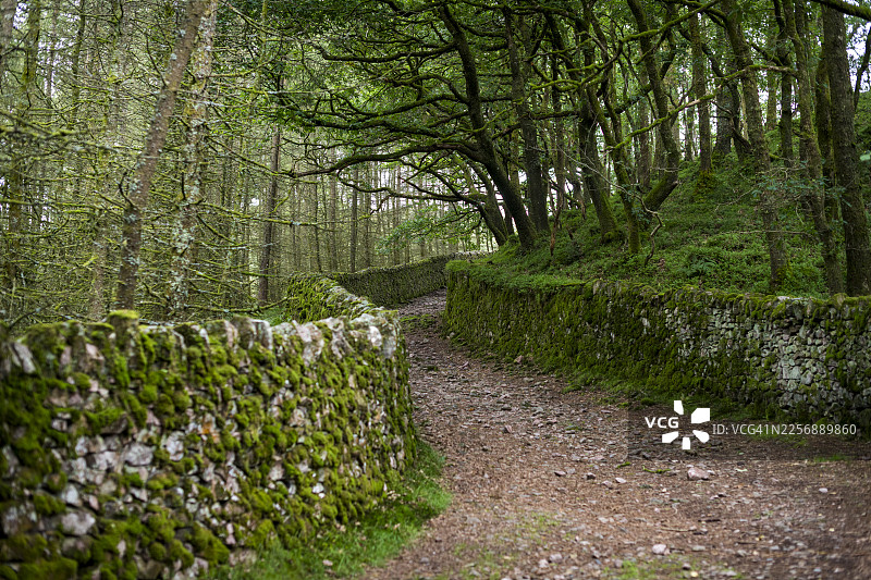湖区布满苔藓的墙壁图片素材