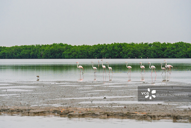 火烈鸟群在卡萨芒斯河的浅水中涉水图片素材