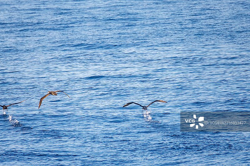 一只巨大的黑足信天翁（Diomedea nigripes）在近海飞行，翼展超过2米，场景位于大岛海域。图片素材