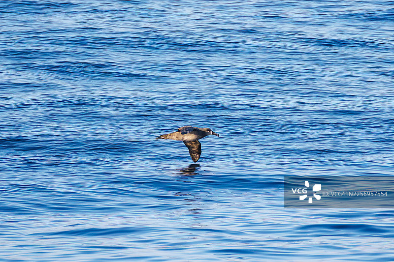 一只翼展超过2米的巨型黑足信天翁，Diomedea nigripes，正在离岸飞翔。场景位于大岛海域。图片素材