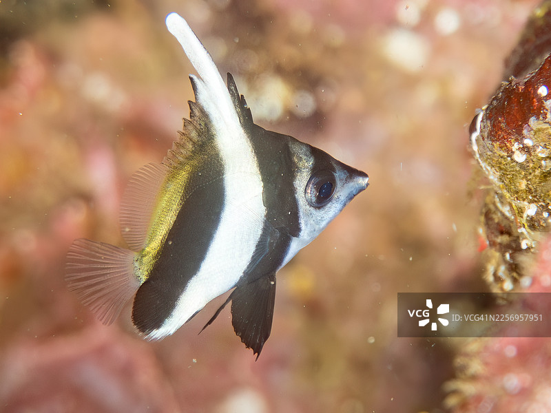 长鳍帆鱼(Heniochus acuminatus),又称旗鱼、皇带鱼,幼鱼及其他鱼类在伊豆半岛静冈县南伊豆町中木港 Hirizo 海滩成群游动。图片素材