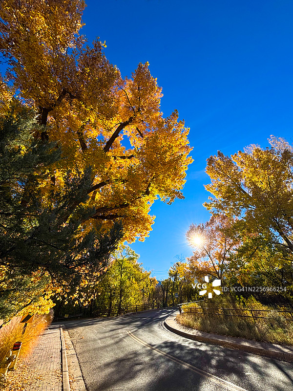 圣达菲，新墨西哥州：秋季巨大的棉白杨，道路，阳光图片素材