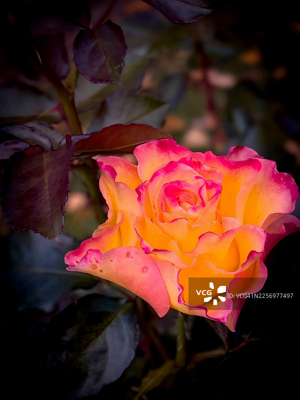 花园里盛开的鲜艳粉色和黄色玫瑰的特写，展示了其娇嫩的花瓣和丰富的色彩图片素材