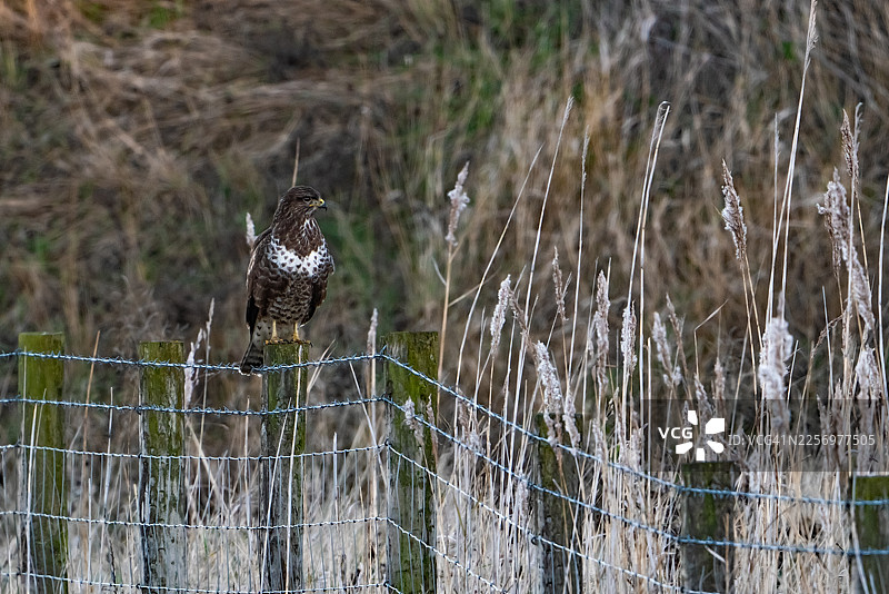 雄伟的普通鵟栖息在乡村景观中饱经风霜的木栅栏柱上图片素材