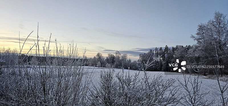 瑞典埃德，黎明时分，晴朗冬日天空下，白雪皑皑的宁静风景，树木结满寒霜图片素材