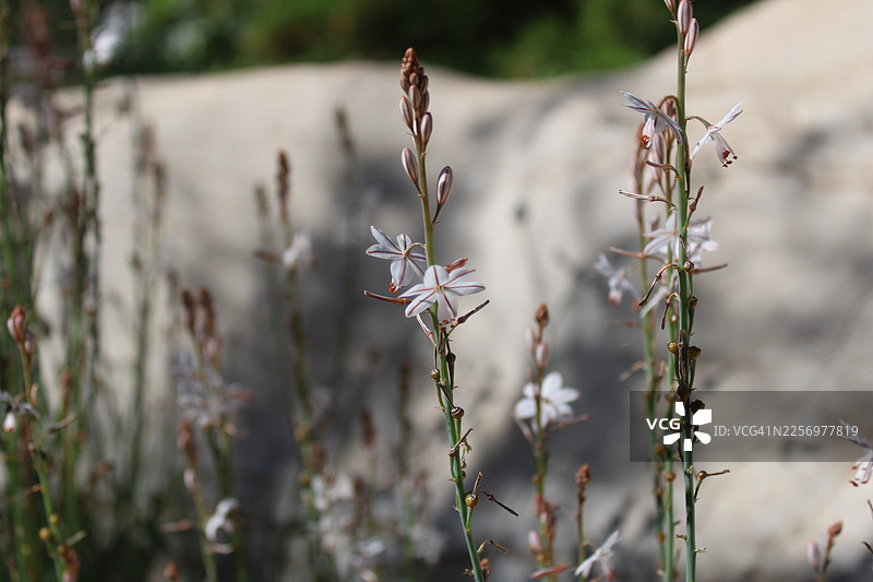自然户外环境中，带有条纹花瓣的精致白色开花植物特写图片素材