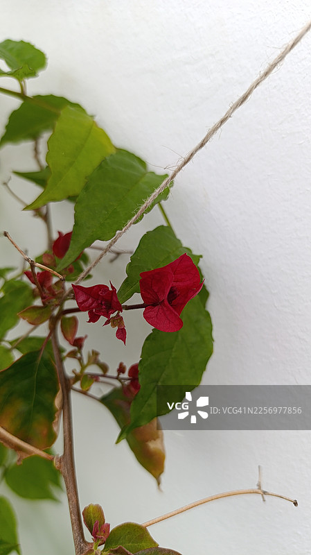 白色墙壁映衬下，特写一朵鲜艳的红色九重葛花和绿叶，旁边还有一小段麻绳图片素材
