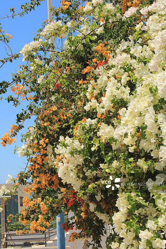 鲜艳的九重葛花朵，白色和橙色，背景是晴朗的蓝天，唤起了夏日和自然之美的感觉图片素材