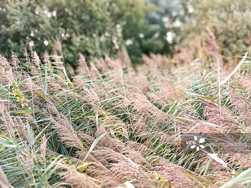 近景拍摄，田野里高草和芦苇在摇曳，背景是模糊的树木图片素材