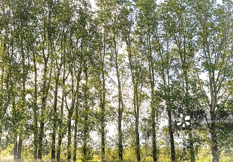 茂密翠绿的树木高耸入云，在明媚的天空下勾勒出浓密的森林背景，英国韦勒姆。图片素材