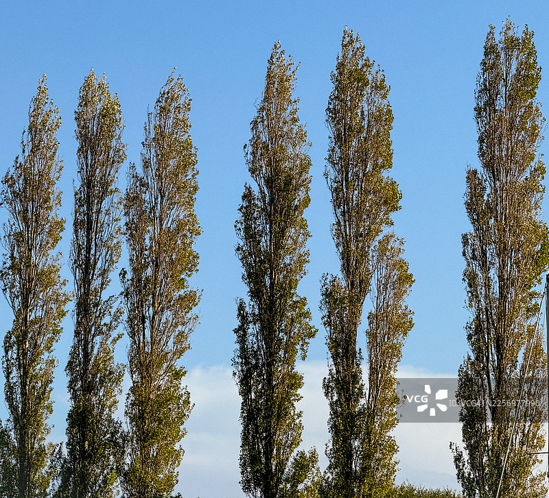 晴朗的阳光下，仰视高大的绿色树木，背景是湛蓝的天空，地点：英国韦勒姆图片素材