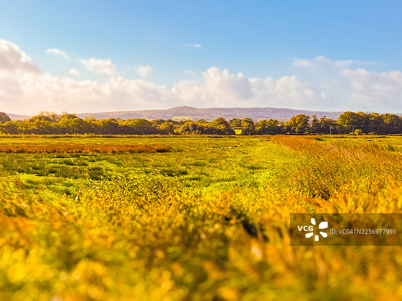 英国韦勒姆，金色油菜花田在晴朗的蓝天下，远处有树木和山丘图片素材