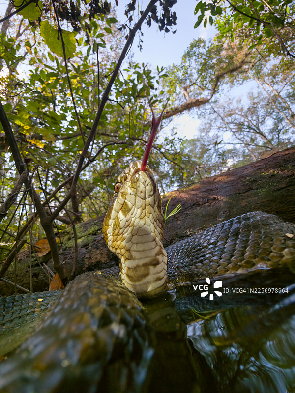 从低角度拍摄，一条蛇在水中伸出舌头，背景是郁郁葱葱的森林环境图片素材