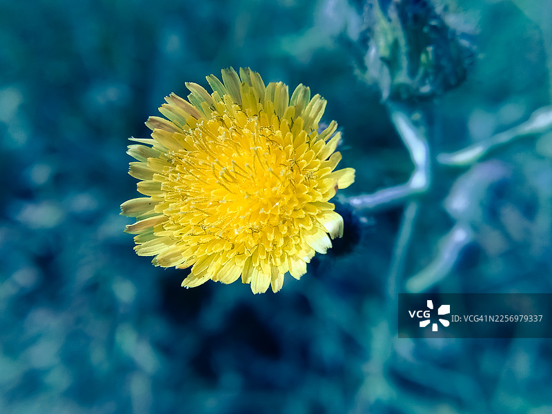 特写一朵鲜艳的黄花，背景是模糊的蓝绿色，展现了自然之美与简约之韵图片素材