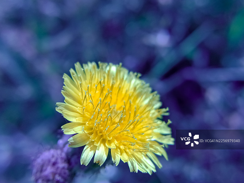 特写一朵鲜艳的黄色蒲公英，背景模糊为紫色，突显其娇嫩的花瓣和纹理图片素材