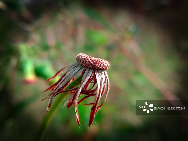 枯萎的花朵特写，花瓣呈红褐色，象征着衰败和生命的终结图片素材