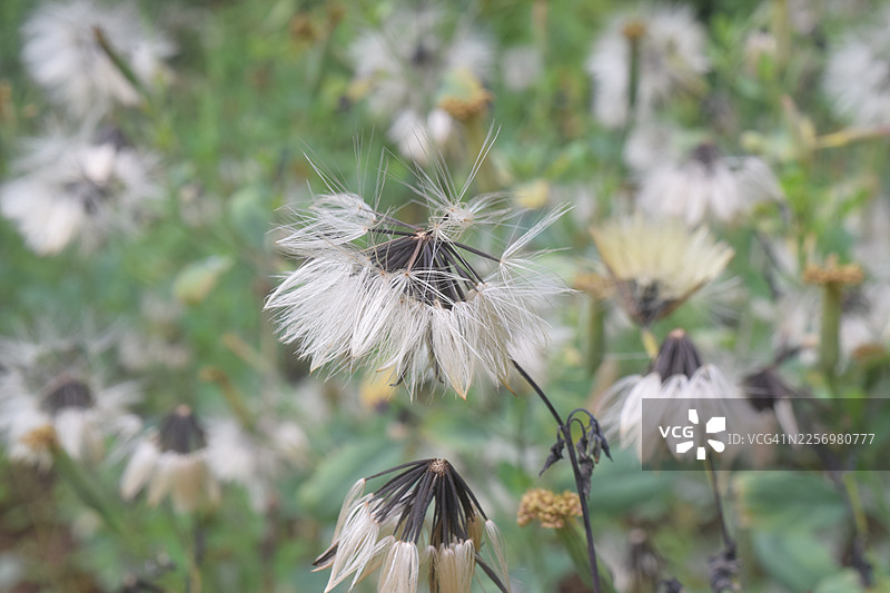 特写一株已结籽的蒲公英，蓬松的白色冠毛已准备好散播，背景虚化在绿色的田野中图片素材