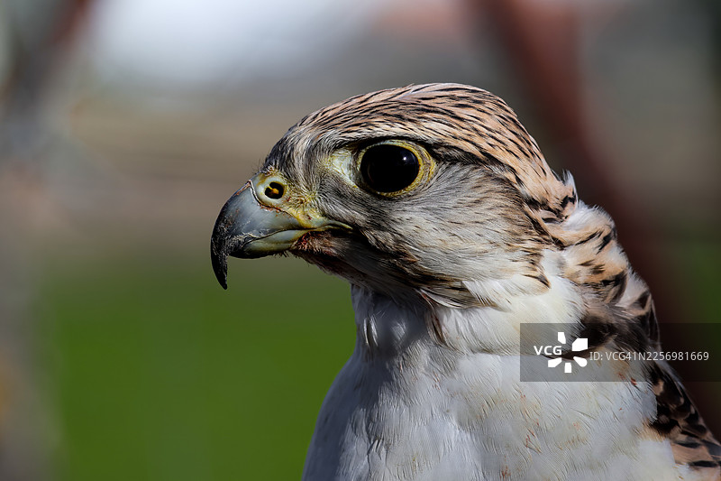 特写老鹰侧面照，眼睛和喙部清晰聚焦，背景为模糊的绿色图片素材