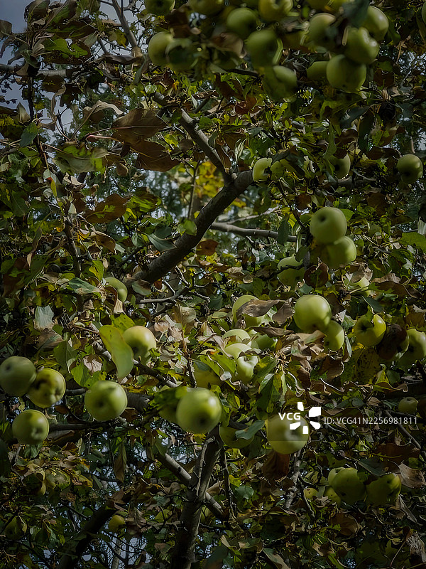 仰视拍摄，果园里树上长满了绿苹果，天空明亮图片素材