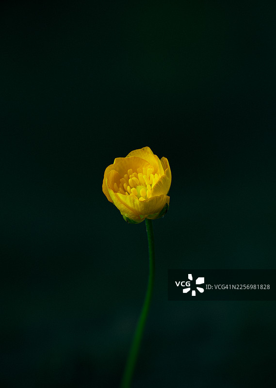 一朵鲜艳的黄色毛茛花在深邃、失焦的背景下脱颖而出，突显出其娇嫩的花瓣和茎图片素材