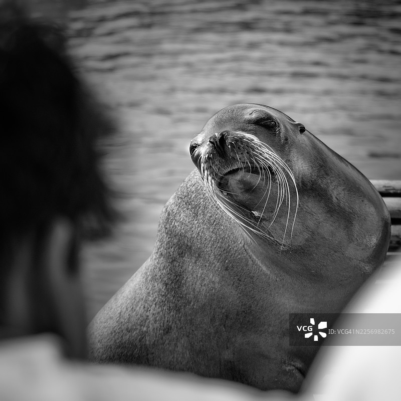 特写镜头，一只加州海狮露出胡须，黑白照片，面向观众图片素材