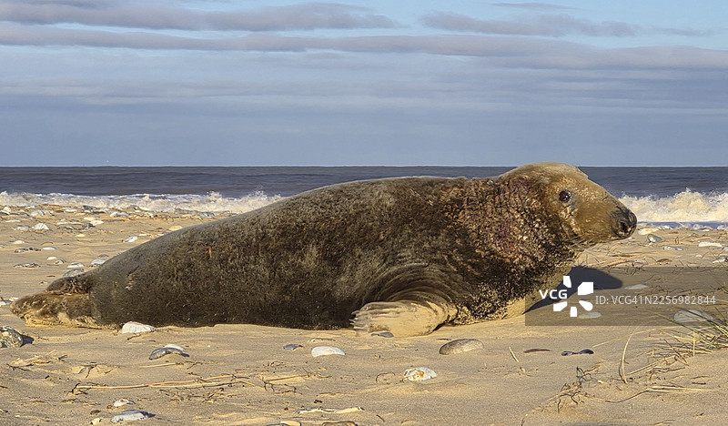 在蓝天下，一只海豹在海边沙滩上放松休息的特写图片素材