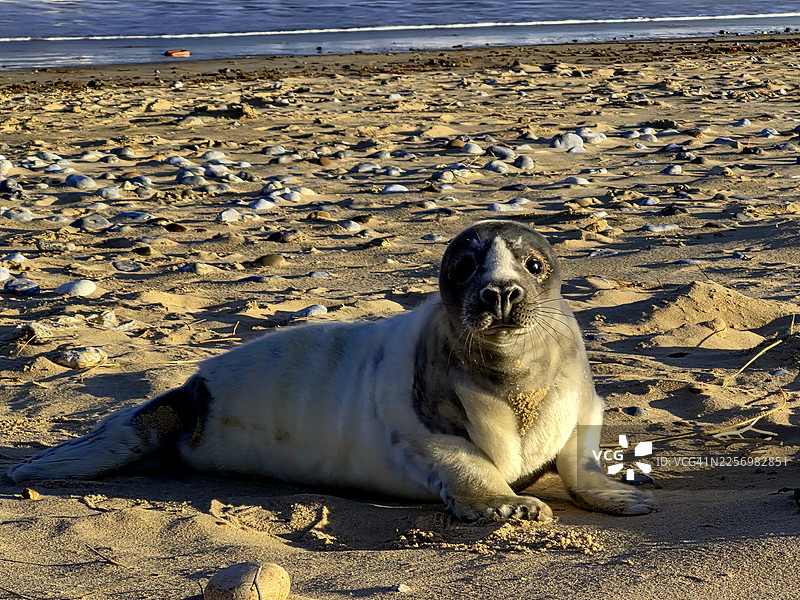近景：一只年轻的海豹在海边沙滩上休息图片素材