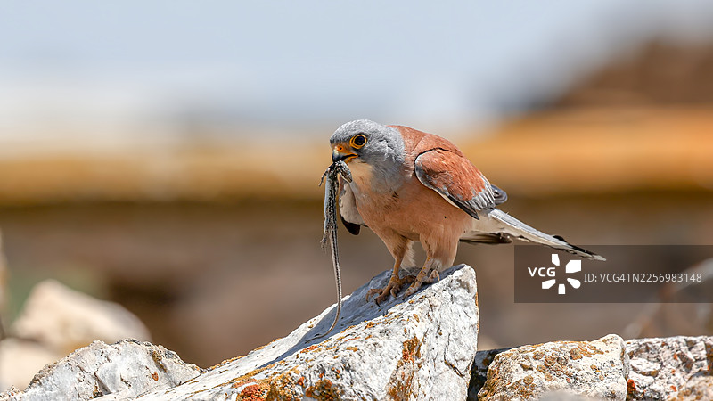 一只红隼（Lesser Kestrel）特写，它栖息在岩石上，嘴里叼着一只蜥蜴，展现了自然界中的捕食瞬间图片素材