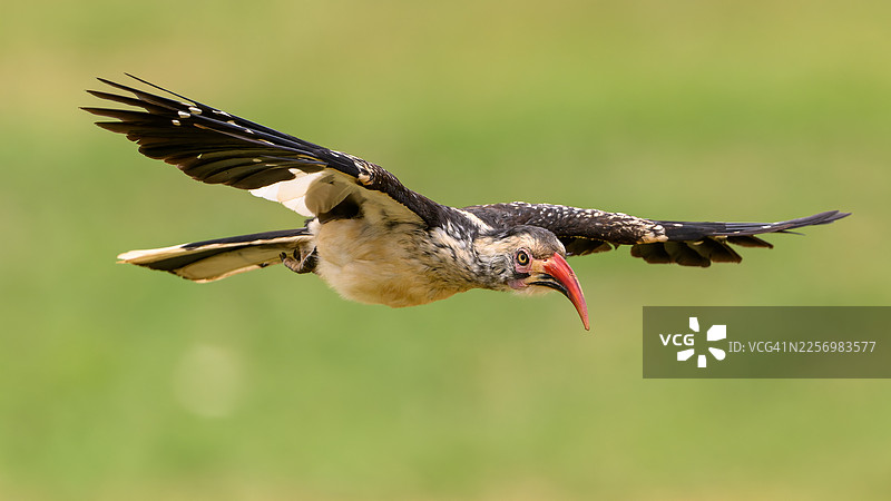 飞行中的红嘴犀鸟特写，背景为模糊的绿色图片素材