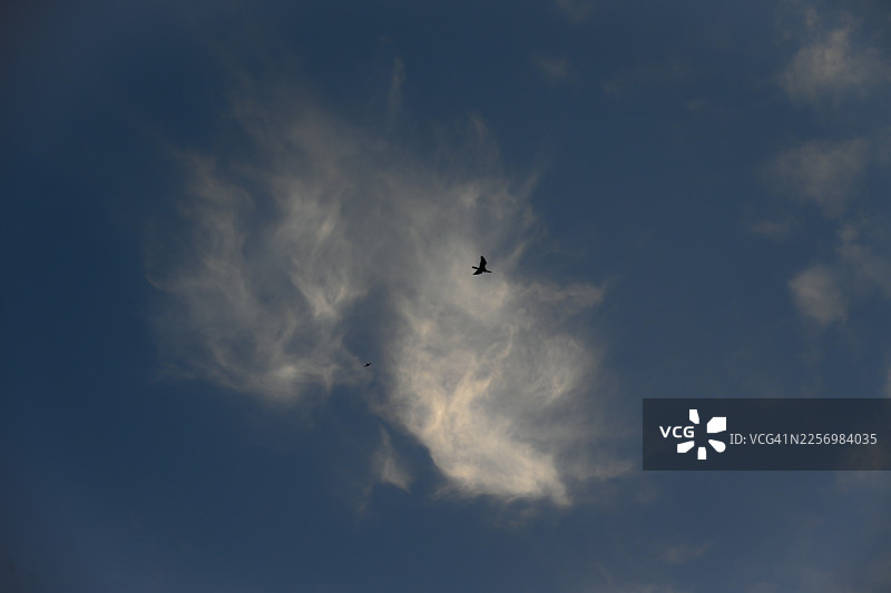 两只鸟儿在稀疏云朵点缀的广阔蓝天中优雅地翱翔，以低角度拍摄图片素材