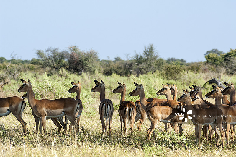 警觉的黑斑羚，萨武蒂，博茨瓦纳图片素材