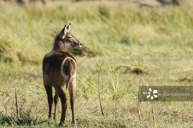 埃林普森水羚，奥卡万戈三角洲图片素材