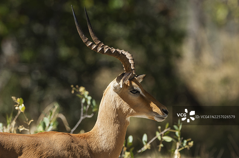 莽原灌木丛中的雄性黑斑羚，奥卡万戈三角洲图片素材