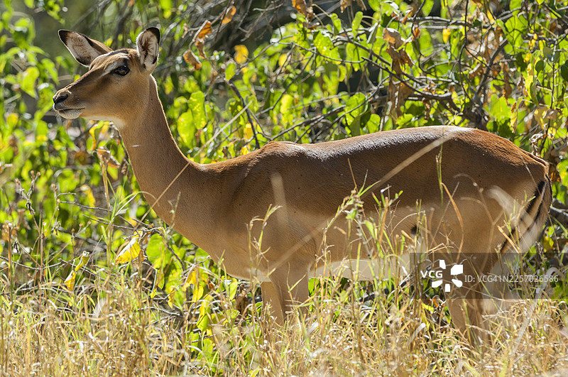 灌木丛中的雌性黑斑羚，奥卡万戈三角洲图片素材