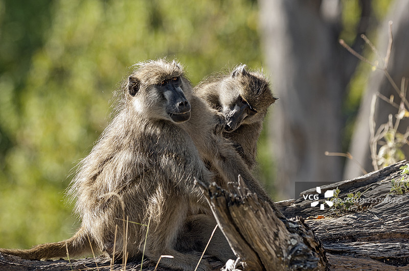 奥卡万戈三角洲，一只成年查克马狒狒正在给幼崽梳毛图片素材