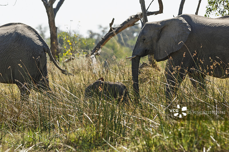 大象在奥卡万戈三角洲的沼泽地带领幼崽前行图片素材