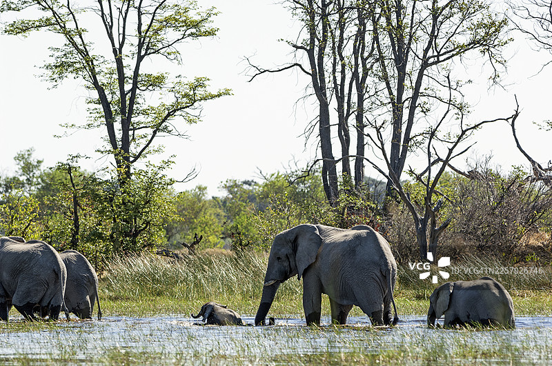 大象在奥卡万戈三角洲的沼泽地里带领幼象前行图片素材