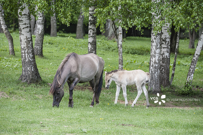 塔尔潘母马和小马驹图片素材