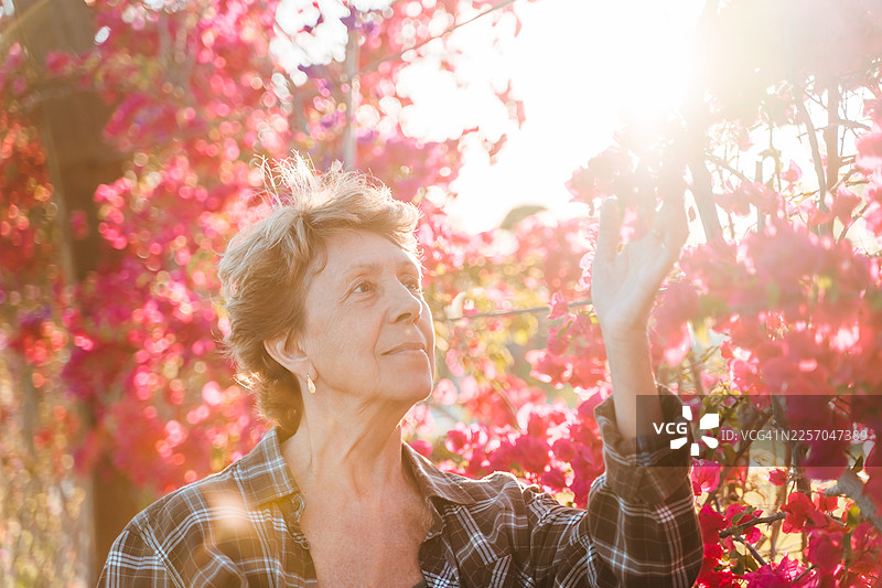 阳光明媚的一天，一位年长的女士在九重葛花丛中享受生活。图片素材