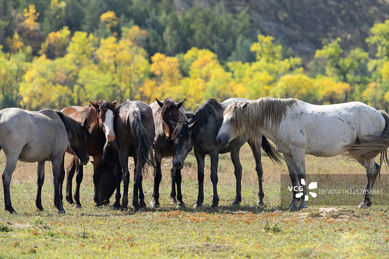 一群野马聚集在一起图片素材
