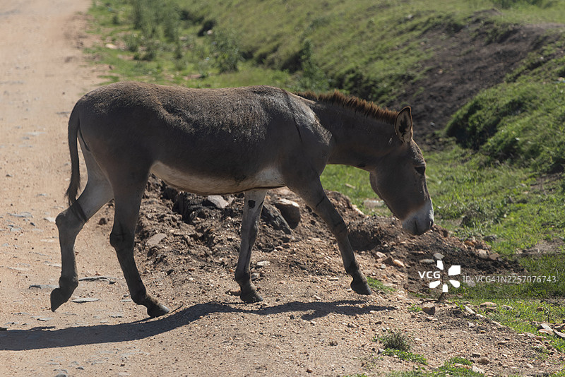 肯尼亚南部乡村道路上行走的驴图片素材