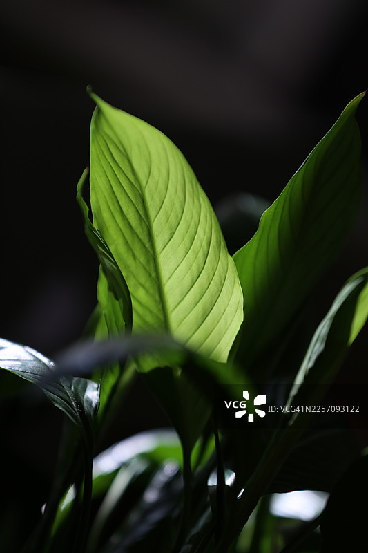 深色背景下的绿和平百合叶，环境日光，竖幅图像图片素材
