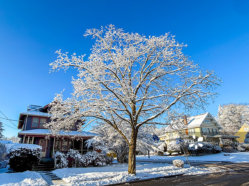 特纳克，雪中的树，靠近房屋和沥青路图片素材