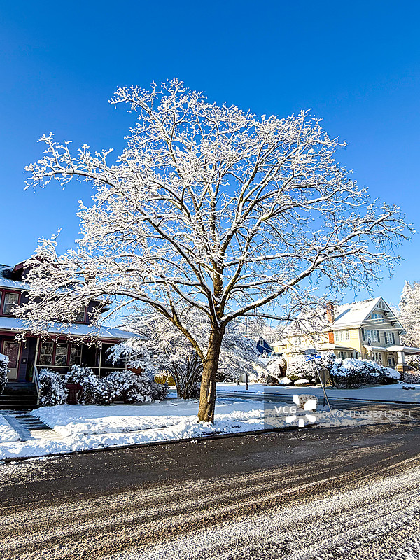 特纳克，雪中房屋和沥青路旁的树图片素材