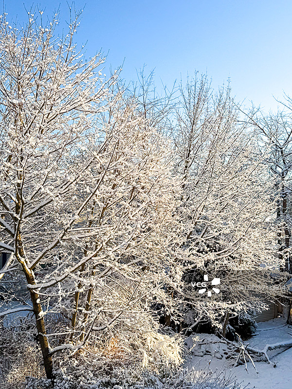 特纳克，雪中的树木图片素材