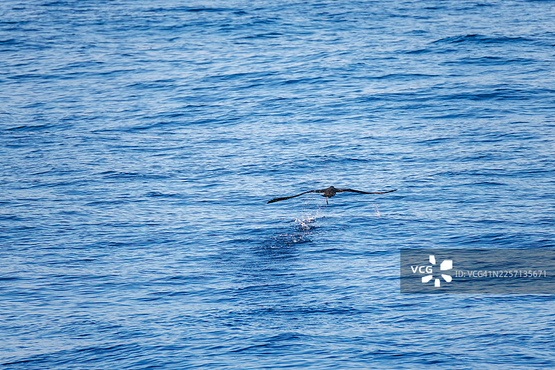 一只翼展超过2米的黑脚信天翁（Diomedea nigripes）正在离岸飞行。场景位于大岛海域。图片素材