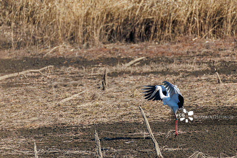 一群东方白鹳（学名：Ciconia boyciana）在栃木县栃木市渡濑游水地（2026年）进行鸣喙交流（用喙部发出类似响板的声音）。图片素材