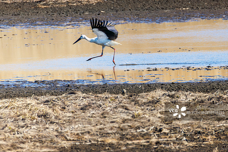一群东方白鹳（学名：Ciconia boyciana）在渡濑游水地（栃木县栃木市）交流，部分个体通过发出喀哒喀哒的声音（用喙敲击发出响声）进行沟通 - 2026年。图片素材