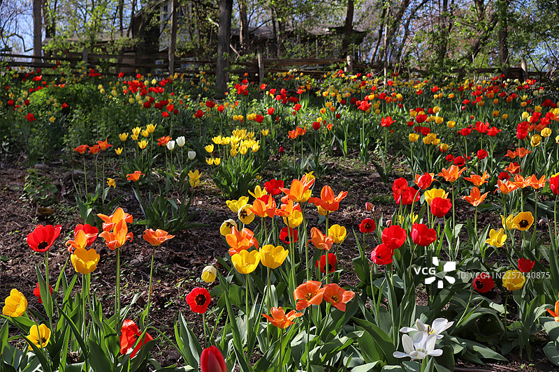 Tulips in the Wild - Spring in City Forest图片素材